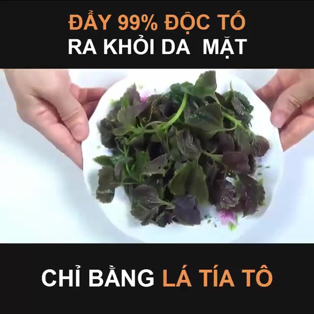 [🆕🇻🇳] Hiền Vinh Hvkids  (Xưởng may HV Kids) 😎❤️️⭐️ 
Lấy 1 nắm lá tía tô rồi làm thế này, da đen xì, đốm đen chi chít cũng trắng mịn ngay tức khắc. Mọi người tham khảo nhé!

 , shares-0✔️ , likes-0❤️️ , date-2019-08-31 01:46:42🇻🇳🇻🇳🇻🇳📰🆕