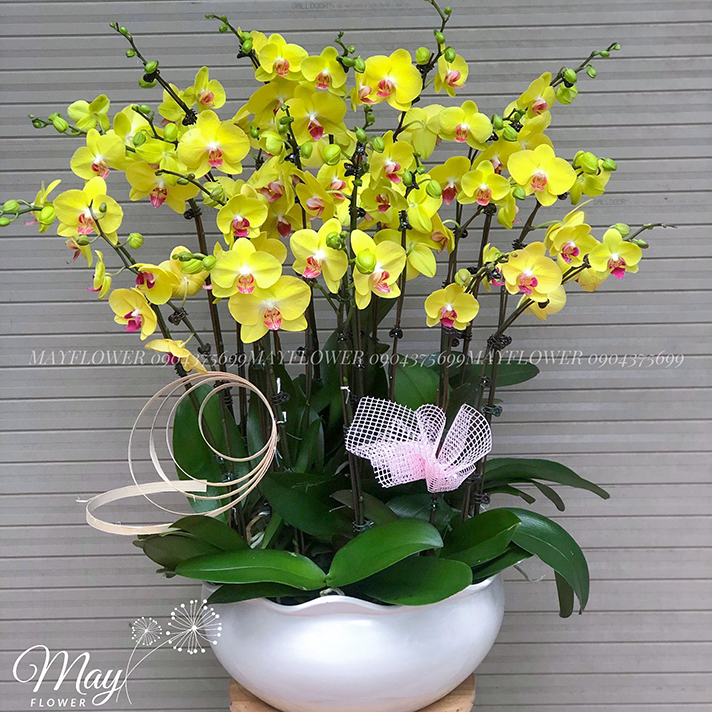 [🛒🇻🇳]Chậu Lan Hồ Điệp vàng size đại – , SKU – – mayflower.vn 🇻🇳🛒Top1Shop🛒 🇻🇳Top1Vietnam🇻🇳 🛍🛒🇻🇳