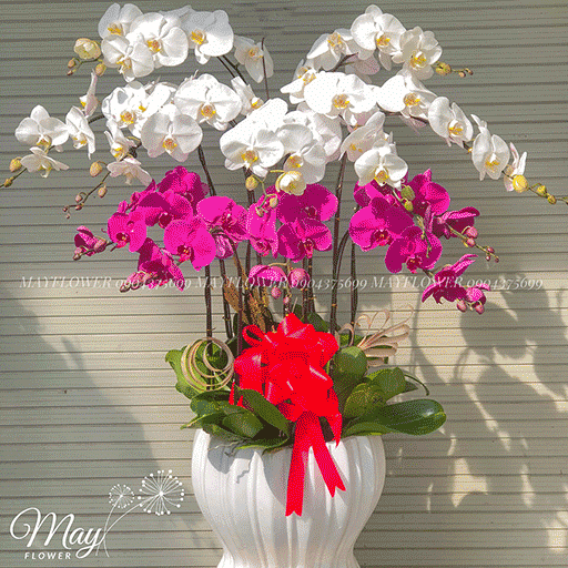 [🛒🇻🇳]Chậu lan hồ điệp 12 cây – , SKU – – mayflower.vn 🇻🇳🛒Top1Shop🛒 🇻🇳Top1Vietnam🇻🇳 🛍🛒🇻🇳