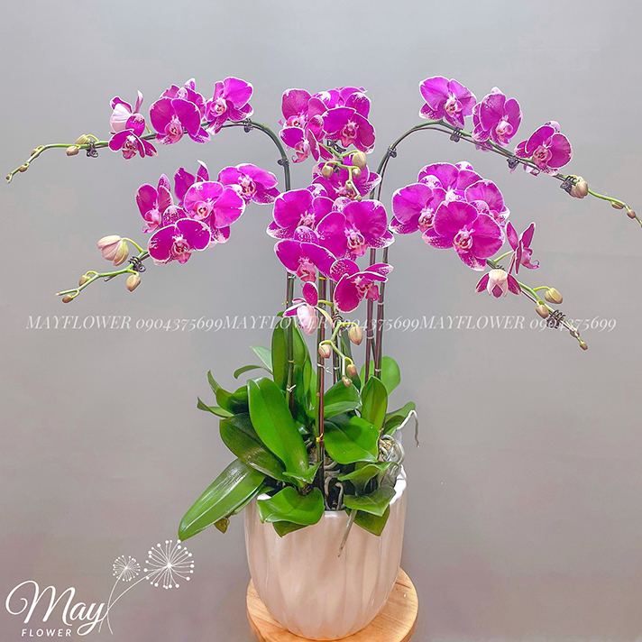 [🛒🇻🇳]Chậu lan Hồ Điệp tím 6 bầu – , SKU – – mayflower.vn 🇻🇳🛒Top1Shop🛒 🇻🇳Top1Vietnam🇻🇳 🛍🛒🇻🇳