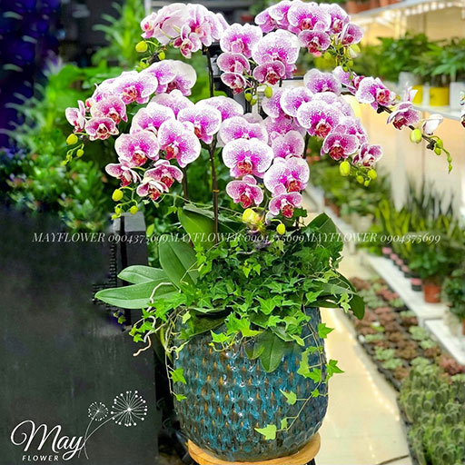 [🛒🇻🇳]Chậu 8 cây lan hồ điệp trắng tím – , SKU – – mayflower.vn 🇻🇳🛒Top1Shop🛒 🇻🇳Top1Vietnam🇻🇳 🛍🛒🇻🇳