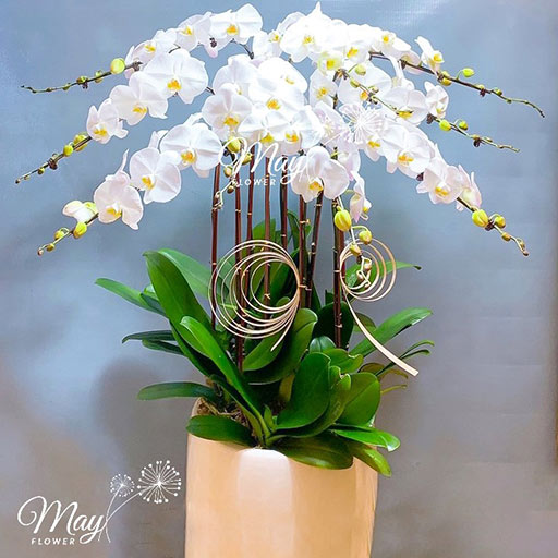 [🛒🇻🇳]Chậu 9 cây lan hồ điệp trắng – , SKU – – mayflower.vn 🇻🇳🛒Top1Shop🛒 🇻🇳Top1Vietnam🇻🇳 🛍🛒🇻🇳
