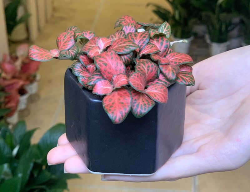 [🆕🇻🇳] Xu hướng cây trồng trong nhà tại các thành phố hiện nay