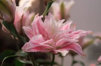 [☕️🇻🇳] 15.22 café – wine – live music ☕️ Top1Coffee ☕️ Hoa nhà 15.22
Mỗi tuần một loại hoa tha hồ ngắm, shares-0✔️ , likes-5❤️️ , date-2023-06-15 02:16:44🇻🇳🇻🇳🇻🇳📰🆕