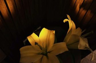 [☕️🇻🇳] 15.22 café – wine – live music ☕️ Top1Coffee ☕️ Hoa ly vàng nhà 15.22
#coffee #coffeeholic #1522cafe
@mokuin, shares-0✔️ , likes-1❤️️ , date-2023-03-21 01:55:45🇻🇳🇻🇳🇻🇳📰🆕