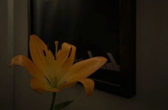 [☕️🇻🇳] 15.22 café – wine – live music ☕️ Top1Coffee ☕️ Hương thơm diệu kỳ @mokuin, shares-0✔️ , likes-3❤️️ , date-2023-04-13 14:51:28🇻🇳🇻🇳🇻🇳📰🆕