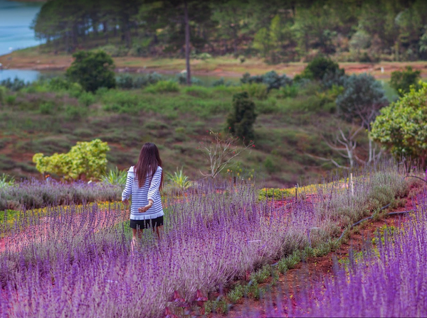 Hướng dẫn du lịch Đà Lạt. Khu du lịch Lavender Đà Lạt