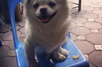 [☕️🇻🇳] Cafe Thọ – Thọ cafe là quán cafe nổi tiếng lâu đời 🥤 Top1Coffee ☕️ Ai là khách quen ở Thọ chắc hẳn sẽ nhận ra thành viên 4 chân này của gia đình :-D, shares-1✔️ , likes-60❤️️ , date-2014-11-21 03:39:34🇻🇳🇻🇳🇻🇳📰🆕