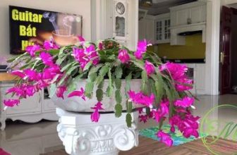 [☕️🇻🇳] Paris Coffee 🥤 Top1Coffee ☕️ HOA TIỂU QUỲNH Xuân 2023 , shares-0✔️ , likes-1❤️️ , date-2023-02-06 06:05:56🇻🇳🇻🇳🇻🇳📰🆕