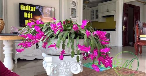 [☕️🇻🇳] Paris Coffee 🥤 Top1Coffee ☕️ HOA TIỂU QUỲNH Xuân 2023 , shares-0✔️ , likes-1❤️️ , date-2023-02-06 06:05:56🇻🇳🇻🇳🇻🇳📰🆕