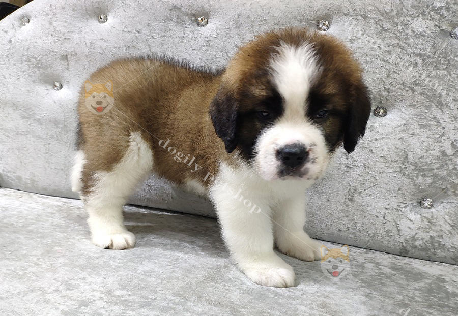 [🛒🇻🇳]Chó Saint Bernard giá bao nhiêu? Mua bán giống St Bernard – , SKU – – dogily.vn 🇻🇳🛒Top1Shop🛒 🇻🇳Top1Vietnam🇻🇳 🛍🛒🇻🇳