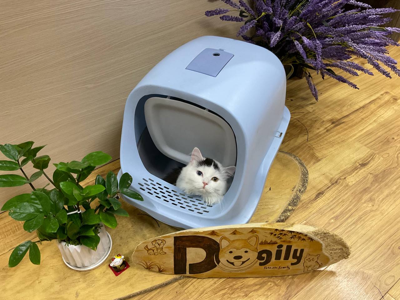 [🛒🇻🇳]Nhà vệ sinh cho mèo giá rẻ. Nên mua nhà vệ sinh mèo loại nào – , SKU – – dogily.vn 🇻🇳🛒Top1Shop🛒 🇻🇳Top1Vietnam🇻🇳 🛍🛒🇻🇳