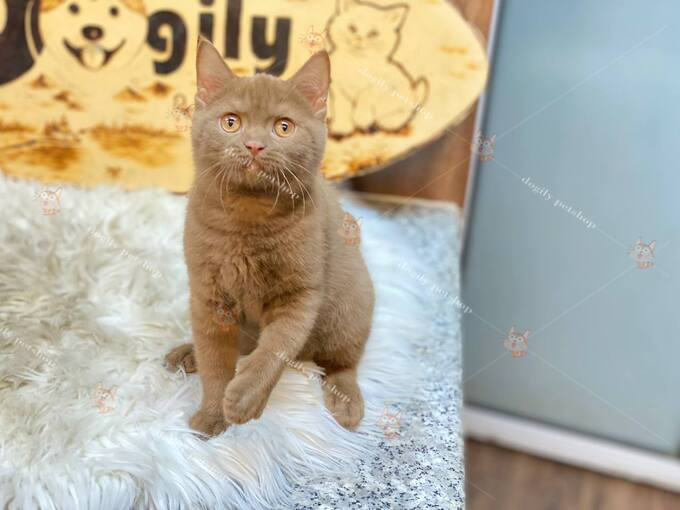 [🛒🇻🇳]Mèo Cinnamon là gì? Mèo Anh Lông Ngắn Aln Màu Cinnamon – , SKU – – dogily.vn 🇻🇳🛒Top1Shop🛒 🇻🇳Top1Vietnam🇻🇳 🛍🛒🇻🇳