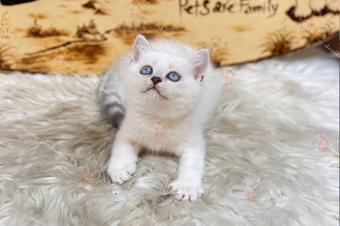 [🛒🇻🇳]Mèo Silver Point giá rẻ? Bán mèo Anh lông ngắn Silver Point – , SKU – – dogily.vn 🇻🇳🛒Top1Shop🛒 🇻🇳Top1Vietnam🇻🇳 🛍🛒🇻🇳