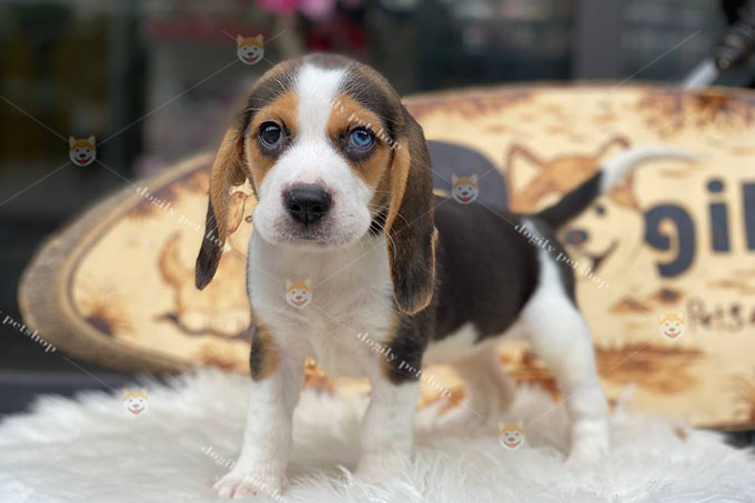 [🛒🇻🇳]Beagle 2 màu mắt Archives – Dogily Petshop – Chó mèo cảnh, thú cưng – , SKU – – dogily.vn 🇻🇳🛒Top1Shop🛒 🇻🇳Top1Vietnam🇻🇳 🛍🛒🇻🇳
