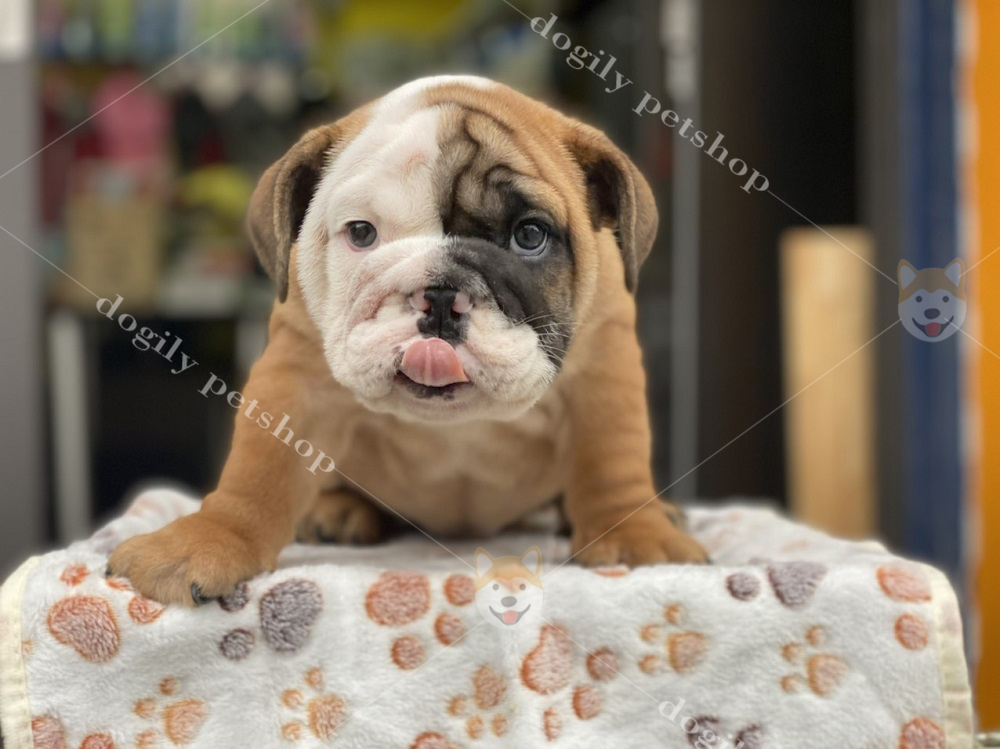 [🛒🇻🇳]Mua bán Chó Bull Anh giá rẻ | Nguồn gốc đặc điểm, cách nuôi – , SKU – – dogily.vn 🇻🇳🛒Top1Shop🛒 🇻🇳Top1Vietnam🇻🇳 🛍🛒🇻🇳