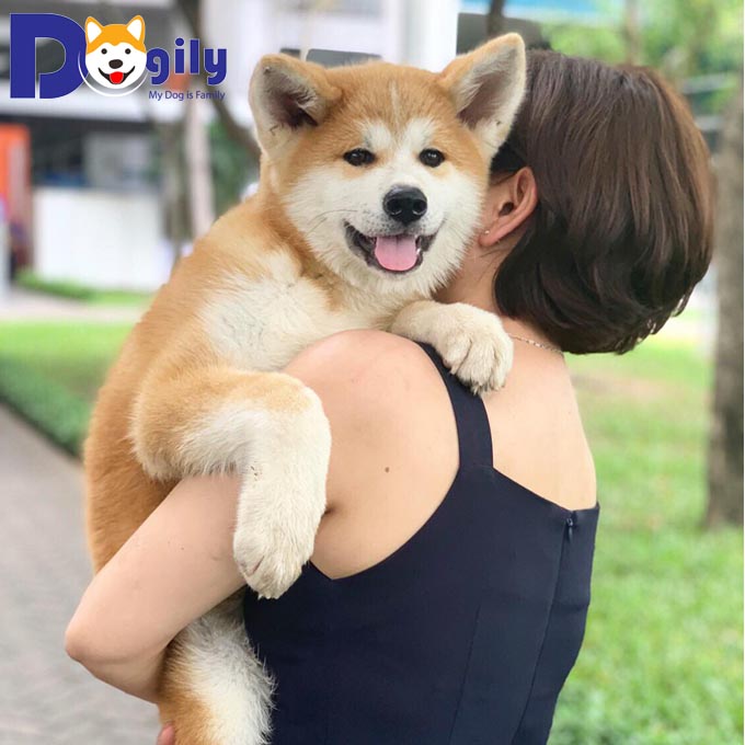 [🛒🇻🇳]Chó nhập khẩu, chó cảnh nhập ngoại từ châu Âu, Nga, Thái Lan – , SKU – – dogily.vn 🇻🇳🛒Top1Shop🛒 🇻🇳Top1Vietnam🇻🇳 🛍🛒🇻🇳