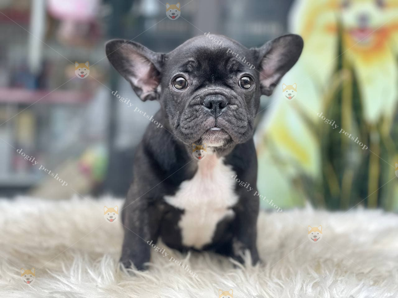 [🛒🇻🇳]Mua bán Chó Bull Pháp giá rẻ, nguồn gốc đặc điểm, cách nuôi – , SKU – – dogily.vn 🇻🇳🛒Top1Shop🛒 🇻🇳Top1Vietnam🇻🇳 🛍🛒🇻🇳