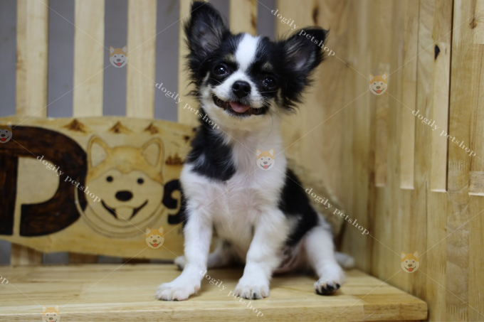 [🛒🇻🇳]Mua bán Chó Chihuahua giá rẻ | Nguồn gốc đặc điểm cách nuôi – , SKU – – dogily.vn 🇻🇳🛒Top1Shop🛒 🇻🇳Top1Vietnam🇻🇳 🛍🛒🇻🇳