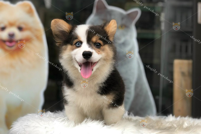 [🛒🇻🇳]Cùng khám phá Chó Corgi Mắt 2 Màu và những điều thú vị – , SKU – – dogily.vn 🇻🇳🛒Top1Shop🛒 🇻🇳Top1Vietnam🇻🇳 🛍🛒🇻🇳