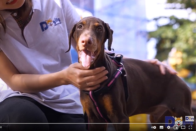 [🛒🇻🇳]Mua bán Chó Doberman Pinscher giá rẻ | Nguồn gốc, đặc điểm – , SKU – – dogily.vn 🇻🇳🛒Top1Shop🛒 🇻🇳Top1Vietnam🇻🇳 🛍🛒🇻🇳