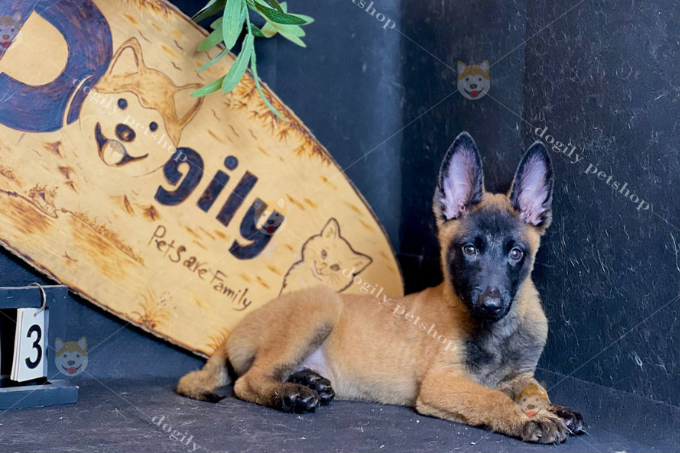 [🛒🇻🇳]Mua bán Chó Becgie Bỉ Malinois giá rẻ | Nguồn gốc, đặc điểm – , SKU – – dogily.vn 🇻🇳🛒Top1Shop🛒 🇻🇳Top1Vietnam🇻🇳 🛍🛒🇻🇳