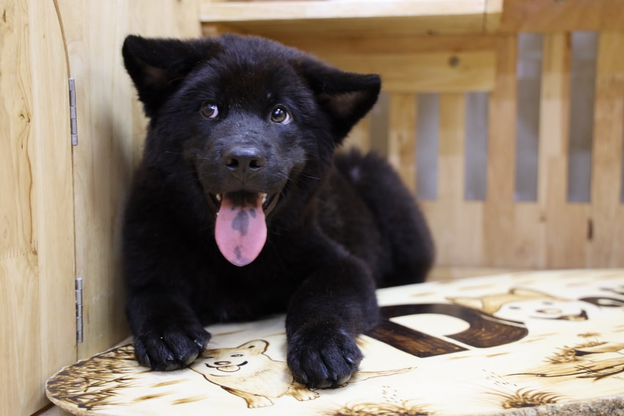 [🛒🇻🇳]Mua bán Chó Mông Cộc giá rẻ | Đặc điểm nguồn gốc, cách nuôi – , SKU – – dogily.vn 🇻🇳🛒Top1Shop🛒 🇻🇳Top1Vietnam🇻🇳 🛍🛒🇻🇳