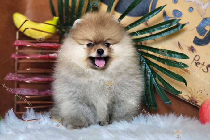 [🛒🇻🇳]Mua bán Chó Phốc sóc mini cute | Nguồn gốc, đặc điểm giống – , SKU – – dogily.vn 🇻🇳🛒Top1Shop🛒 🇻🇳Top1Vietnam🇻🇳 🛍🛒🇻🇳