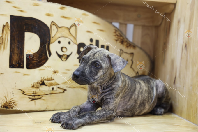 [🛒🇻🇳]Mua bán Chó Phú Quốc giá rẻ | Nguồn gốc đặc điểm cách nuôi – , SKU – – dogily.vn 🇻🇳🛒Top1Shop🛒 🇻🇳Top1Vietnam🇻🇳 🛍🛒🇻🇳