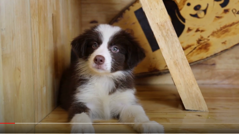 [🛒🇻🇳][Chia sẻ] Chó Border Collie nâu đỏ là màu gì, đặc điểm? – , SKU – – dogily.vn 🇻🇳🛒Top1Shop🛒 🇻🇳Top1Vietnam🇻🇳 🛍🛒🇻🇳