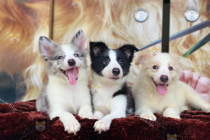 [🛒🇻🇳]Mua bán chó chăn cừu Border Collie giá rẻ thuần chủng Tphcm – , SKU – – dogily.vn 🇻🇳🛒Top1Shop🛒 🇻🇳Top1Vietnam🇻🇳 🛍🛒🇻🇳