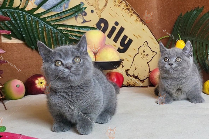 [🛒🇻🇳]Đặc điểm Mèo Munchkin Xám Xanh, mèo xám chân ngắn là gì? – , SKU – – dogily.vn 🇻🇳🛒Top1Shop🛒 🇻🇳Top1Vietnam🇻🇳 🛍🛒🇻🇳