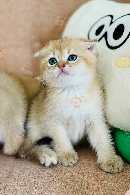 [🛒🇻🇳]Mèo vàng tai cụp giá bao nhiêu? Mua bán mèo tai cụp màu vàng – , SKU – – dogily.vn 🇻🇳🛒Top1Shop🛒 🇻🇳Top1Vietnam🇻🇳 🛍🛒🇻🇳