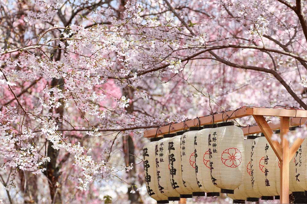 Hoa anh đào Nhật Bản