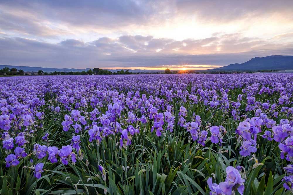 Cánh đồng hoa diên vỹ
