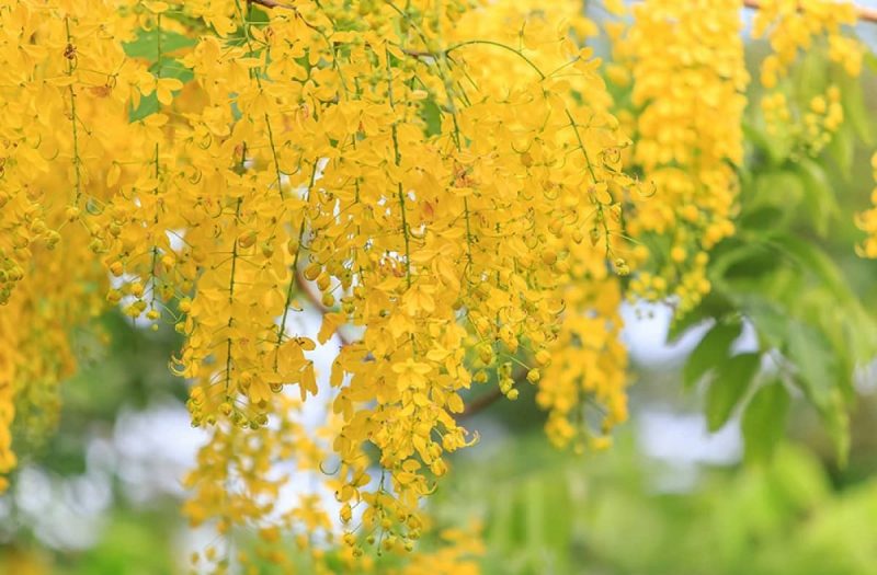 Hoa muồng hoàng yến