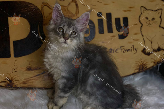[🛒🇻🇳]Mèo Maine Coon màu Silver | Mèo Mỹ lông dài màu bạc 2 tháng – , SKU – – dogily.vn 🇻🇳🛒Top1Shop🛒 🇻🇳Top1Vietnam🇻🇳 🛍🛒🇻🇳