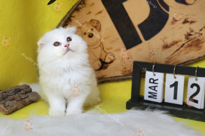 [🛒🇻🇳]Mua bán Mèo Tai Cụp chân ngắn giá rẻ | Nguồn gốc, đặc điểm – , SKU – – dogily.vn 🇻🇳🛒Top1Shop🛒 🇻🇳Top1Vietnam🇻🇳 🛍🛒🇻🇳