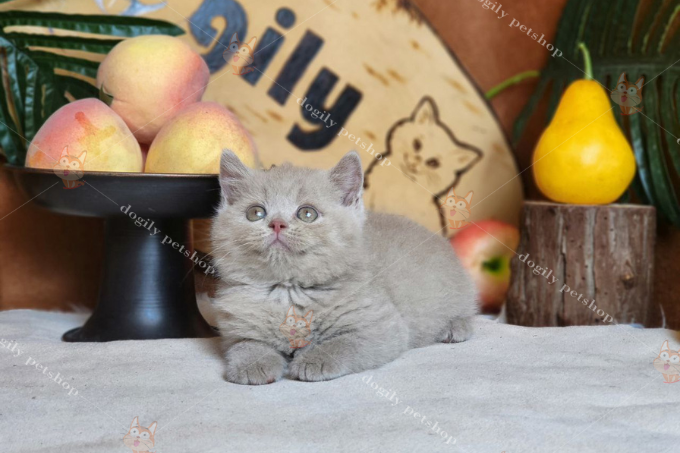 [🛒🇻🇳]Mèo Màu Fawn là gì? Tìm hiểu Anh lông ngắn Fawn & Bi Fawn – , SKU – – dogily.vn 🇻🇳🛒Top1Shop🛒 🇻🇳Top1Vietnam🇻🇳 🛍🛒🇻🇳