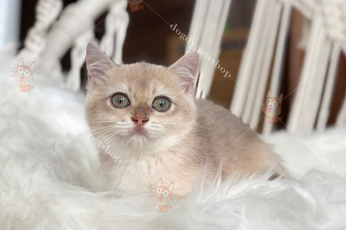 [🛒🇻🇳]Mèo Blue Golden giá bao nhiêu, Anh lông ngắn màu Blue Golden – , SKU – – dogily.vn 🇻🇳🛒Top1Shop🛒 🇻🇳Top1Vietnam🇻🇳 🛍🛒🇻🇳