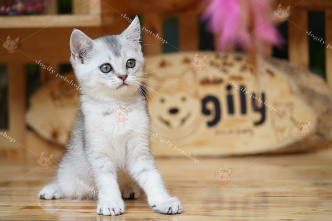 [🛒🇻🇳]Mèo Silver Tabby là gì? Anh Lông Ngắn Aln màu Tabby Silver – , SKU – – dogily.vn 🇻🇳🛒Top1Shop🛒 🇻🇳Top1Vietnam🇻🇳 🛍🛒🇻🇳