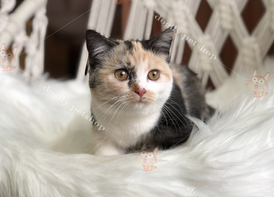 [🛒🇻🇳]Mèo Anh lông ngắn tam thể giá bao nhiêu? Mèo Aln màu tam thể – , SKU – – dogily.vn 🇻🇳🛒Top1Shop🛒 🇻🇳Top1Vietnam🇻🇳 🛍🛒🇻🇳