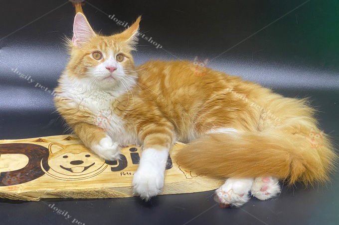 [🛒🇻🇳]Mua bán Mèo Maine Coon giá rẻ | Nguồn gốc, đặc điểm? – , SKU – – dogily.vn 🇻🇳🛒Top1Shop🛒 🇻🇳Top1Vietnam🇻🇳 🛍🛒🇻🇳