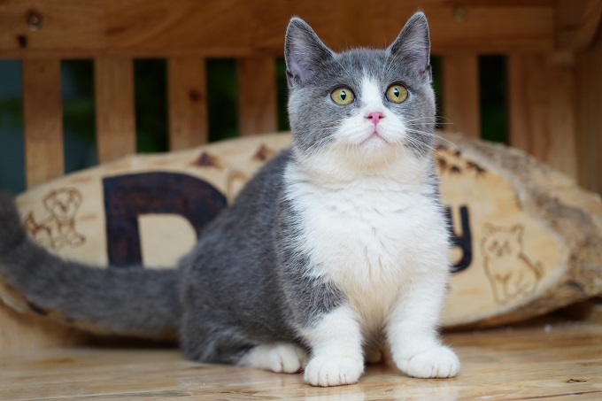 [🛒🇻🇳]Mèo Bicolor là gì? Giống Mèo Anh Lông Ngắn Aln Màu Bicolor – , SKU – – dogily.vn 🇻🇳🛒Top1Shop🛒 🇻🇳Top1Vietnam🇻🇳 🛍🛒🇻🇳