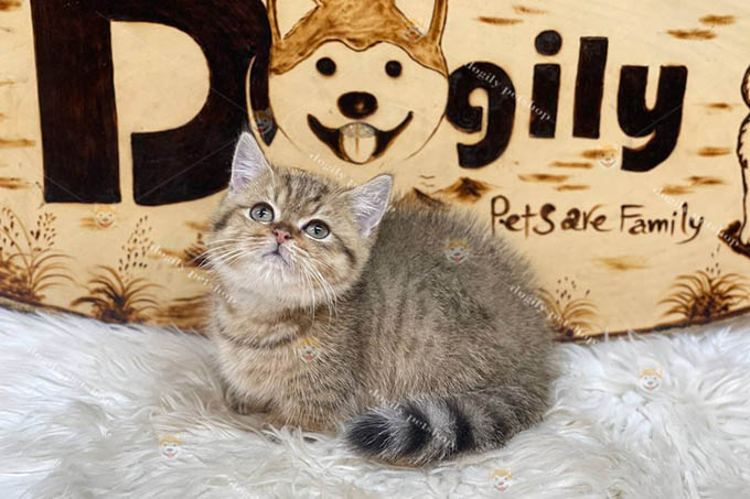 [🛒🇻🇳]Mèo Golden Tabby giá bao nhiêu? Mèo Aln Golden Tabby là gì? – , SKU – – dogily.vn 🇻🇳🛒Top1Shop🛒 🇻🇳Top1Vietnam🇻🇳 🛍🛒🇻🇳