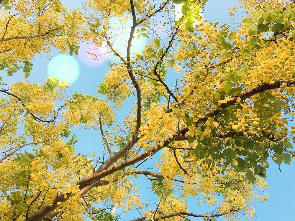 Muồng hoàng yến