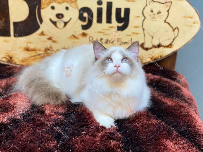 [🛒🇻🇳]Mua bán Mèo Ragdoll giá rẻ | Nguồn gốc, đặc điểm cách nuôi – , SKU – – dogily.vn 🇻🇳🛒Top1Shop🛒 🇻🇳Top1Vietnam🇻🇳 🛍🛒🇻🇳