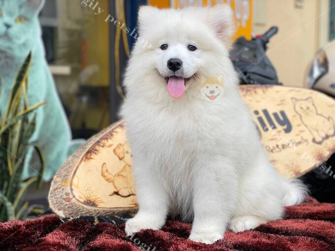 [🛒🇻🇳]Mua bán Chó Samoyed giá rẻ | Nguồn gốc, đặc điểm giống? – , SKU – – dogily.vn 🇻🇳🛒Top1Shop🛒 🇻🇳Top1Vietnam🇻🇳 🛍🛒🇻🇳