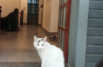 [☕️🇻🇳] TuTuCoffee Ninh Bình 🥤 Top1Coffee ☕️ Có ai nhớ tôi không? Nếu nhớ thì đến Tu Tu ủng hộ cốc cafe để chủ quán lấy tiền mua cám nhé., shares-0✔️ , likes-26❤️️ , date-2021-09-17 23:02:09🇻🇳🇻🇳🇻🇳📰🆕