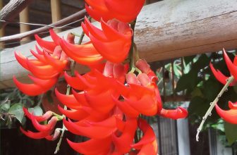 [☕️🇻🇳] TuTuCoffee Ninh Bình 🥤 Top1Coffee ☕️ Mọi người đã nhìn thấy hoa này bao giờ chưa? Muốn biết nó đẹp như thế nào thì hãy đến Tu Tu để được ngắm và pose cận cảnh nhé., shares-0✔️ , likes-8❤️️ , date-2021-11-25 03:52:22🇻🇳🇻🇳🇻🇳📰🆕